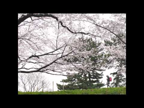 多摩川堤防の桜 花 のサムネイル
