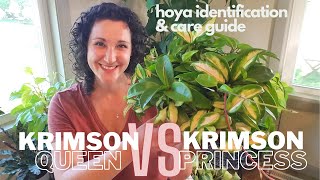 Krimson Queen VS Krimson Princess | Hoya Identification & Care Guide