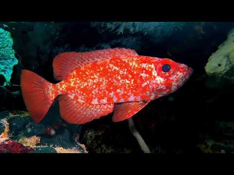 Moalboal, Cebu Philippines – Part 4 - scuba diving video