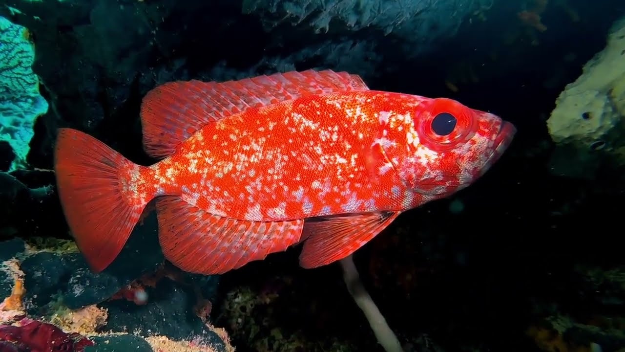 Fourth of 5 videos - B selection of Moalboal's Vertebrates