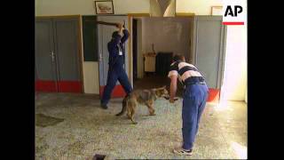 BOSNIA: SARAJEVO: STRAY DOGS BECOME MAJOR THREAT TO PUBLIC HEALTH