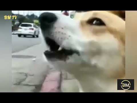 funny Viralvideo# An Ambulance Emergency Horn by Dog