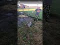 Kid Gets Attacked By A Chicken