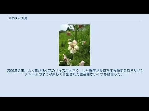 ムラサキモウズイカ 植物