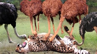 Amazing... Ostrich Joins Forces To Attack Cheetah To Protect Their Babies - Ostrich Vs Cheetah, Lion