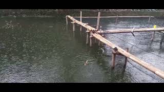 Download lagu mancing di kala hujan rintik-rintik mp3