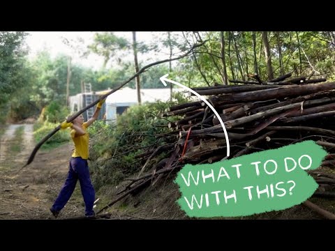 #67 Clearing a huge Mimosa patch (and building stuff with them)