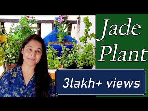 Jade plant | Jade plant propagation and care | Lucky plant | Jade plant cutting | #jadeplantcare