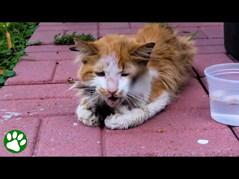 Homeless cat asks for help