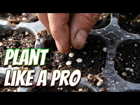 Germinate pepper seeds FAST with 2 proven methods