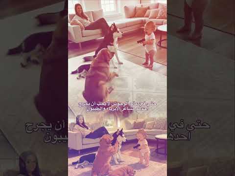 تمثيل احترافي | Urban Paw: كلاب تتظاهر بالسقوط لإسعاد طفل صغير بأسلوب مضحك! 🐕🔫😂