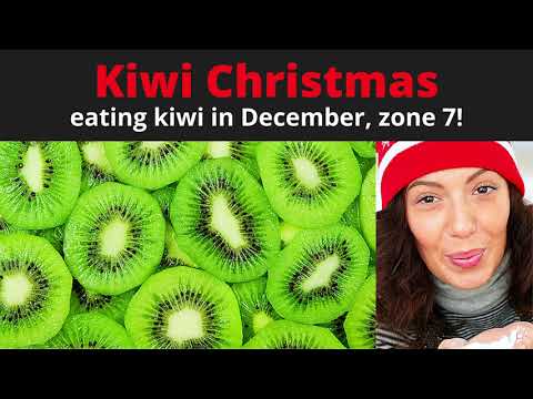 How to Eat Kiwi fruit (in December OVER SNOW in zone 7)!