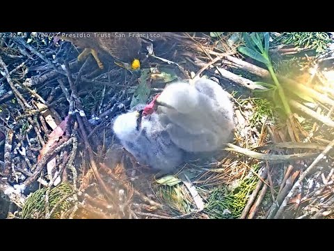 Presidio SF Red-tailed Hawks ~ Mom Gives Her Chicks A Great Feeding! Tug-O-Prey & Full Crops 4.30.22