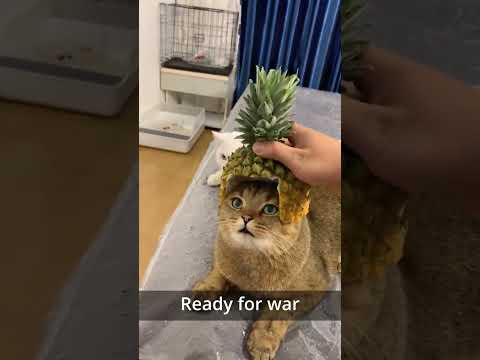 Ready for war 🍍 #cat #funny