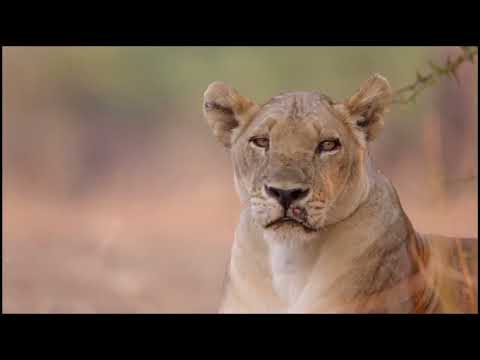 Two Lion Prides | Who Will Come out on Top | Wild life of Animals HD 2021