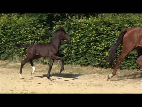 *2022 Hengst von Franklin - Vitalis SOLD!!!