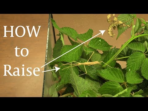 Rearing Stick Insects