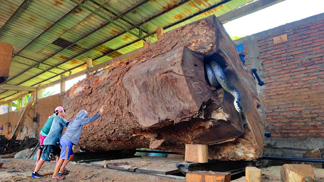 Washington wood discovery ‼ Seattle billionaire's sawmill stockpiles suar wood