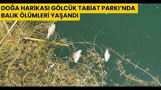 Doğa Harikası Gölcük Tabiat Parkı’nda Balık Ölümleri Yaşandı