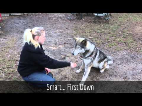 Hunter, an adopted Alaskan Malamute Mix in Jackson, NJ_image-1