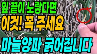 마늘양파 잎 끝이 노랗게 마르면 이것 꼭 주세요! 하루다르게 굵어지고 대박납니다
