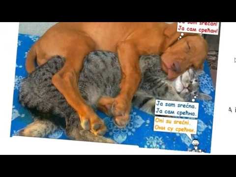 Serbian Adjectives - E-book with Explanation