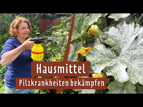 Sternrußtau und Mehltau mit Milch bekämpfen | MDR Garten