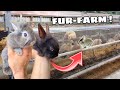 RESCUED RABBITS FROM FUR-FARM GET A NEW HOME !