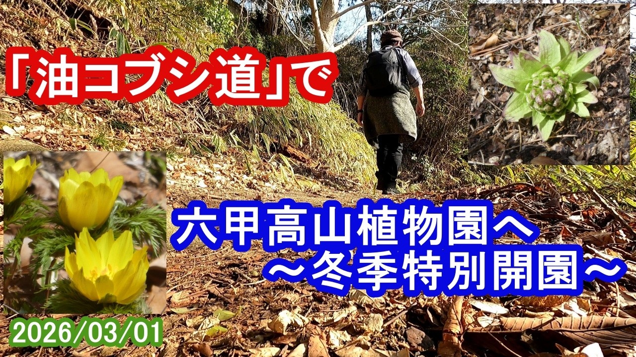 六甲山「油コブシ道」から六甲高山植物園～冬季特別開園～（2026/03/01）
