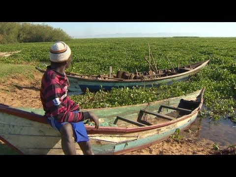 Aquatic weed choking life in Lake Victoria