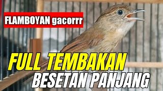 Download lagu MASTERAN BURUNG FLAMBOYAN || FULL BESETAN NEMBAK PANJANG || NGEBREN RAPET DURASI PANJANG mp3