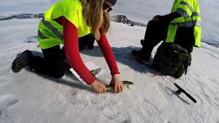 Lapplandsmästerskapet 2018