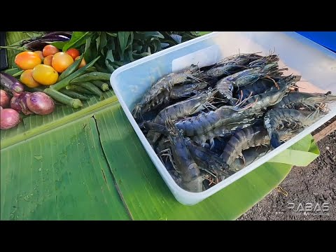 EP644-Part 2 - Malalaking Sugpo at Iba't Ibang Isda | Paninimot ng Palaisdaan