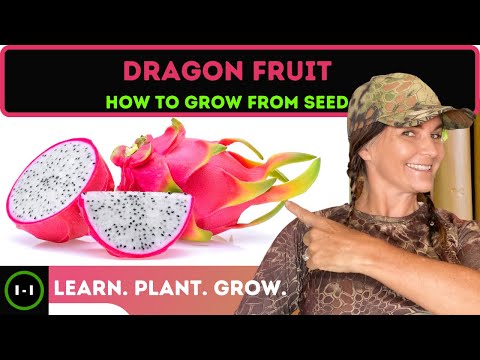 Dragon Fruit How to grow from Seed (2020)