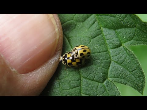 Helminth invázió gyermekek kezelési gyakorlatában