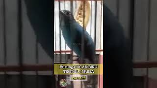 Download lagu burung CUCAK BIRU TROTOL (MUDA) GACOR !!! mp3