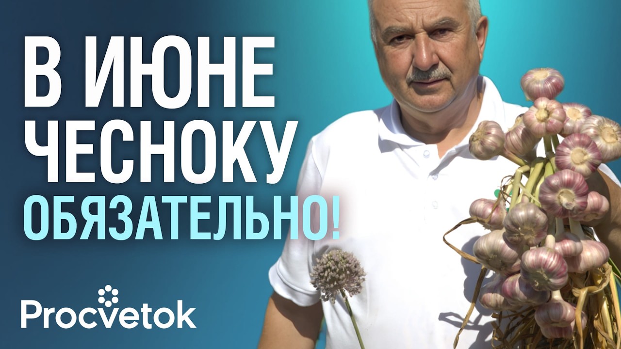ДАЙТЕ СЕЙЧАС ЭТУ ПОДКОРМКУ ЧЕСНОКУ И ЛУКУ и получите самые крупные луковицы! -