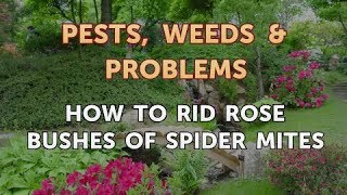 How to Rid Rose Bushes of Spider Mites