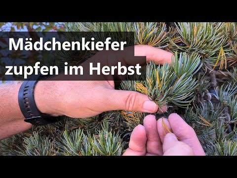 Pflegearbeiten: Mädchenkiefer zupfen im Herbst 🌲🤌🏻 | Bonsai-Garten-Müller Saarwellingen