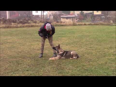 Hunter Anilorak - obedience - 5 months