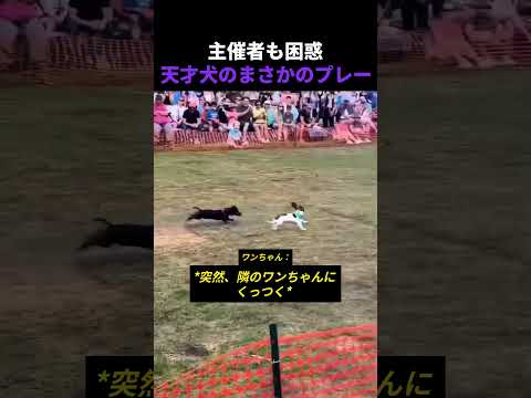 主催者も困惑天才犬のまさかのプレー