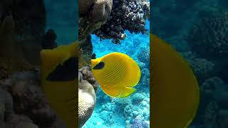 Download lagu Keindahan Terumbu Karang dan Ikan Tropis: Petualangan Bawah Laut mp3