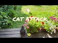 Gray Cat S Sneaky Ambush Surprise Attack On Ginger