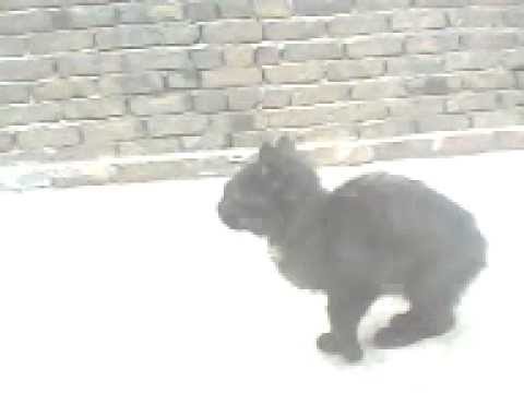 Black Cat: Mujhye kali billi billkul pasand nhi........D0N 3 official Video