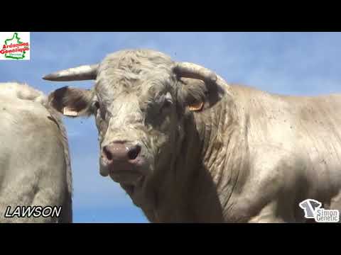 Syndicat des éleveurs charolais ardennais 2020 - Simon Genetic