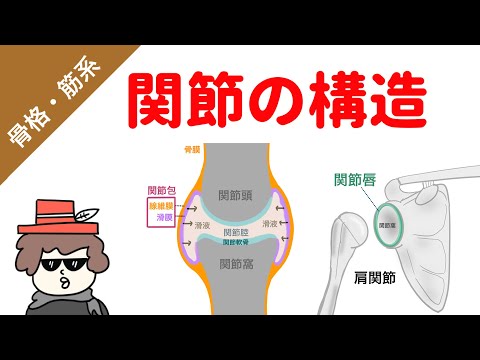 ボリトグロッサについて詳しく解説