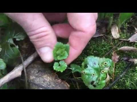 Wildkräutersalat im Vorfrühling - Gundermann