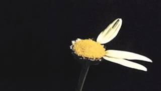 My love waits / Duke Pearson