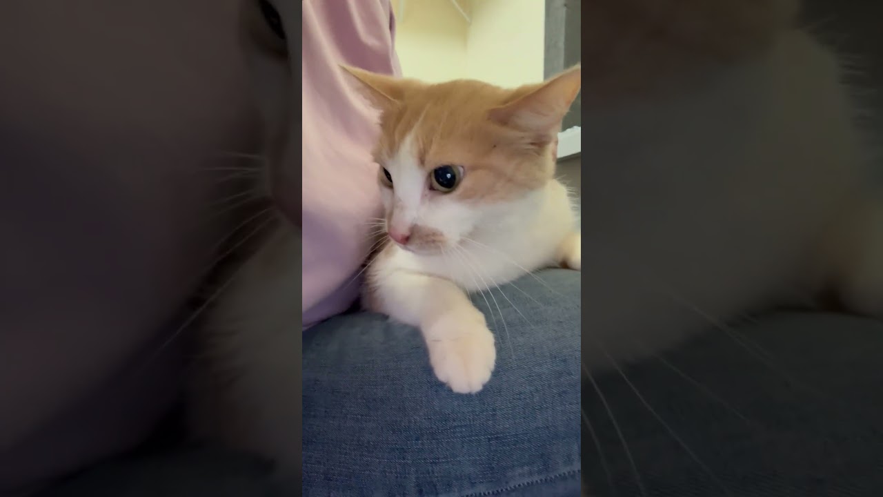 Steven - looking for a human to cuddle with, a ADOPTABLE Domestic Short Hair in Oshkosh, WI video 5/6