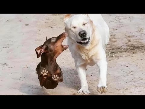 Le petit frère est si ennuyeux ! Les chiens les plus drôles de la semaine